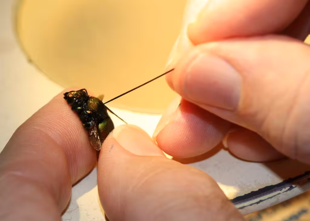 Insect getting pinned to be mounted.