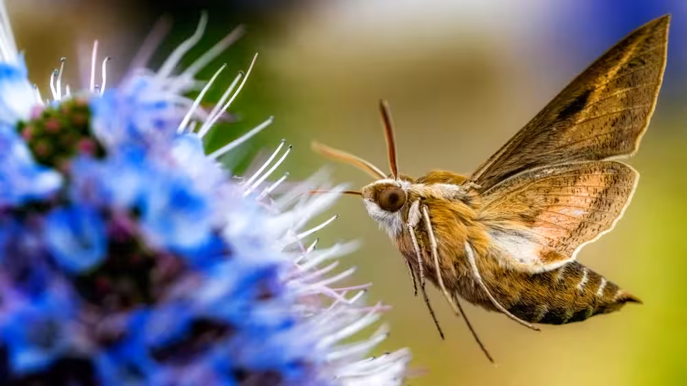 Lepidoptera