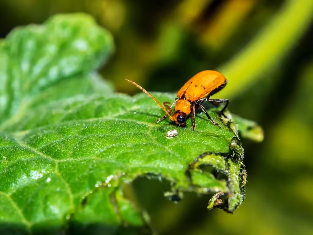 Coleoptera