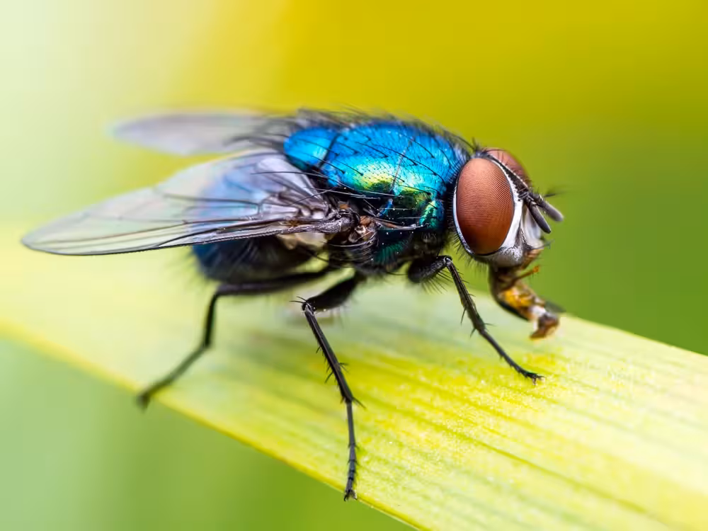diptera