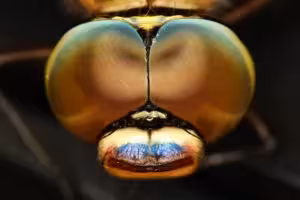 Odonata