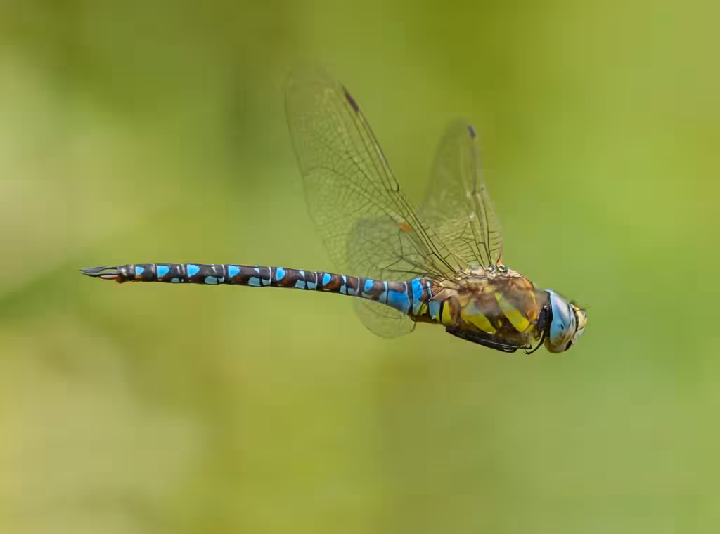 Odonata in flight